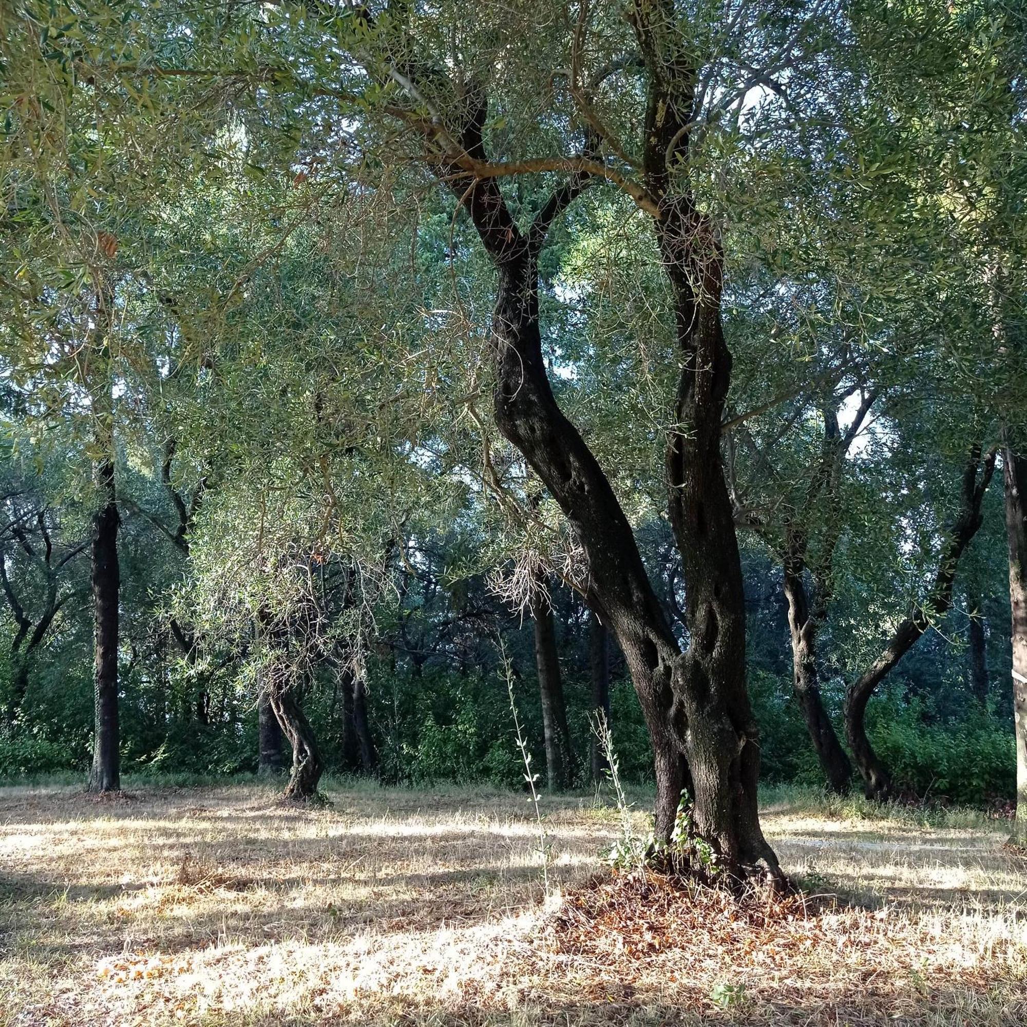 Villa Kefalomandouko Αλεπού Εξωτερικό φωτογραφία